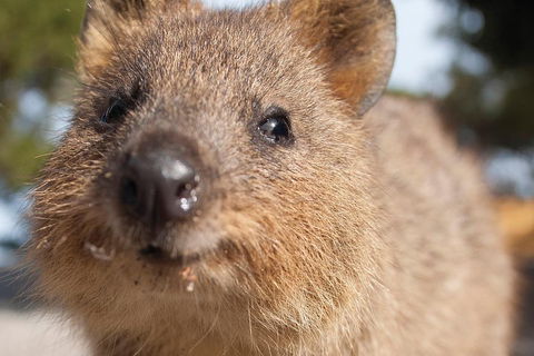 Seaplane Flights Perth To Rottnest Island And Return - Redcliffe Tourism 2