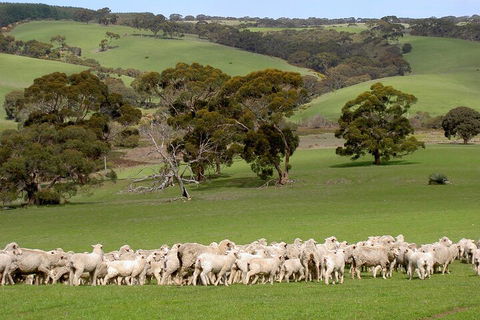Kangaroo Island Luxury Small Group 'Island Life' Full Day Tour - Redcliffe Tourism 1