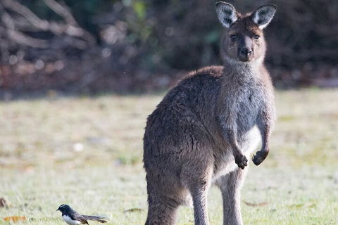 Kangaroo Island Luxury Small Group 'Island Life' Full Day Tour - Redcliffe Tourism 2