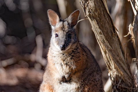 Kangaroo Island Luxury Small Group 'Island Life' Full Day Tour - Redcliffe Tourism 3