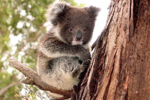 Kangaroo Island Luxury Small Group 'Island Life' Full Day Tour - Redcliffe Tourism 4