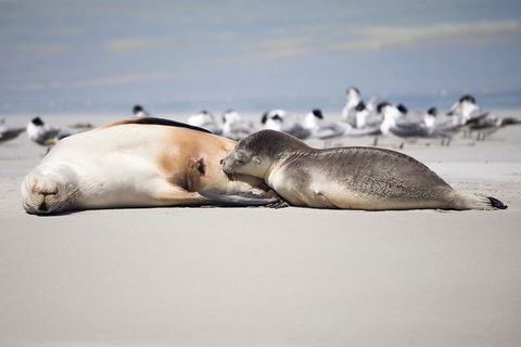 Kangaroo Island Luxury Small Group 'Island Life' Full Day Tour - Redcliffe Tourism 5