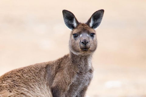 Kangaroo Island Luxury Small Group 'East End Explorer' Full Day Tour - Redcliffe Tourism 1