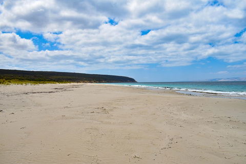 Kangaroo Island Luxury Small Group 'East End Explorer' Full Day Tour - Redcliffe Tourism 3