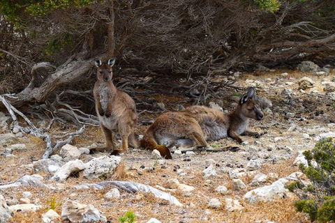 Kangaroo Island Luxury Small Group 'East End Explorer' Full Day Tour - Redcliffe Tourism 4