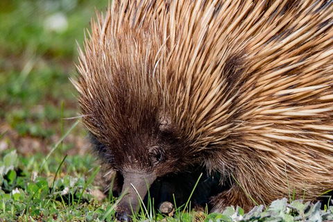 Kangaroo Island Luxury Small Group 'East End Explorer' Full Day Tour - Redcliffe Tourism 5