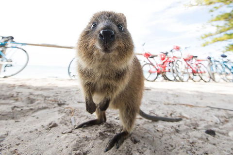 Rottnest Island Round-Trip Ferry From Perth Or Fremantle - Redcliffe Tourism 3