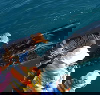 AOC Whale Watching from Broome - Redcliffe Tourism