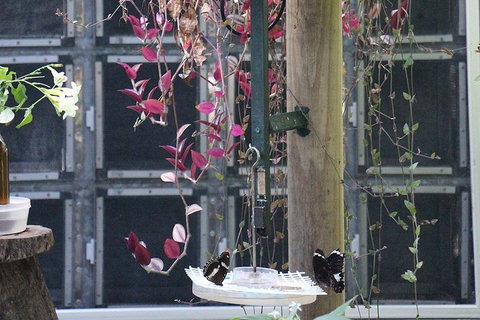 Australian Butterfly Sanctuary- Virtual Interactive Tour With Private Guide - Redcliffe Tourism 1