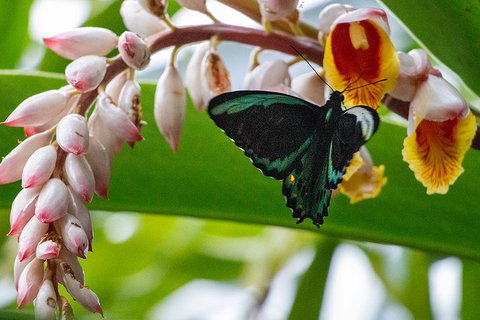 Australian Butterfly Sanctuary- Virtual Interactive Tour With Private Guide - Redcliffe Tourism 2