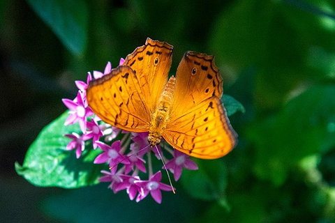 Australian Butterfly Sanctuary- Virtual Interactive Tour With Private Guide - Redcliffe Tourism 3