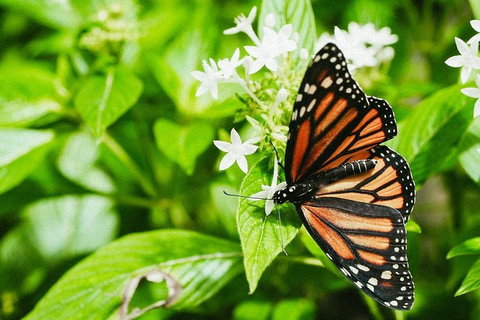 Australian Butterfly Sanctuary- Virtual Interactive Tour With Private Guide - Redcliffe Tourism 4