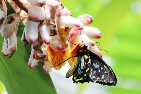 Australian Butterfly Sanctuary- Virtual Interactive Tour With Private Guide - Redcliffe Tourism 5
