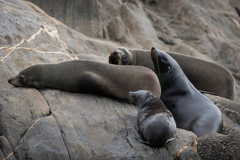 Kangaroo Island Ocean Safari - Snorkeling Safari - Redcliffe Tourism 0