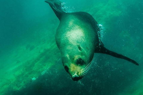 Kangaroo Island Ocean Safari - Snorkeling Safari - Redcliffe Tourism 1