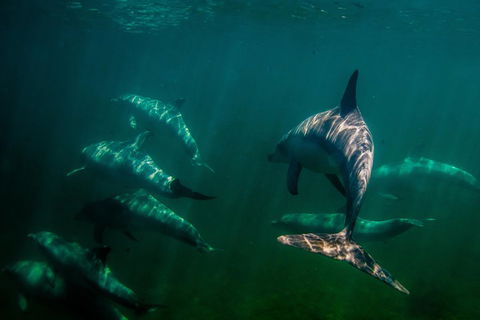 Kangaroo Island Ocean Safari - Snorkeling Safari - Redcliffe Tourism 2