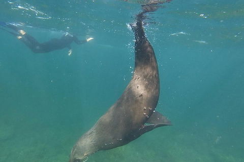 Kangaroo Island Ocean Safari - Snorkeling Safari - Redcliffe Tourism 3