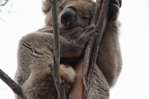 2-Day Kangaroo Island 4WD Small-Group Tour From Adelaide - Redcliffe Tourism 0