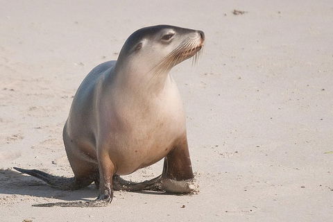 2-Day Kangaroo Island 4WD Small-Group Tour From Adelaide - Redcliffe Tourism 4