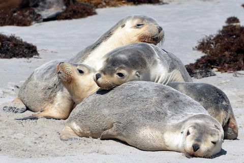 Small-Group Kangaroo Island 4WD Tour From Adelaide - Redcliffe Tourism 1