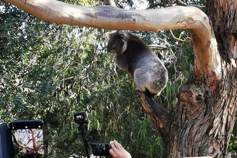 Small-Group Great Ocean Road Day Trip From Melbourne - Redcliffe Tourism 0