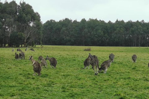 Private Tour: Great Ocean Road From Melbourne - Redcliffe Tourism 4