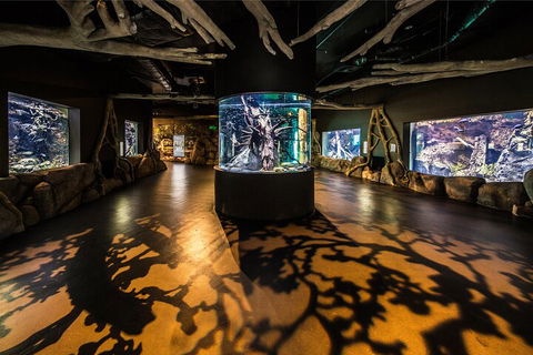 Cairns Aquarium Tour By Twilight With Drink And Appetiser - Redcliffe Tourism 1