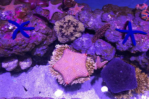 Cairns Aquarium Family Ticket - Redcliffe Tourism 1