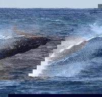 Whale Watching by Sea World Cruises - Redcliffe Tourism
