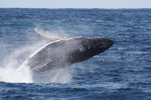 Whale Watching By Sea World Cruises - Redcliffe Tourism 0