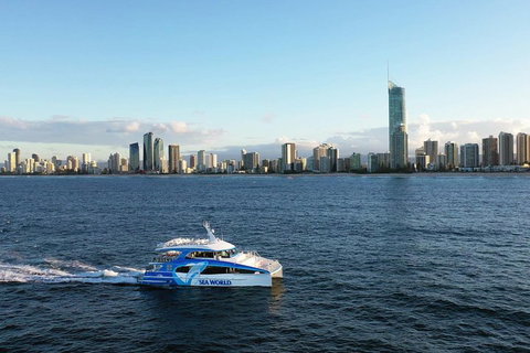 Whale Watching By Sea World Cruises - Redcliffe Tourism 1
