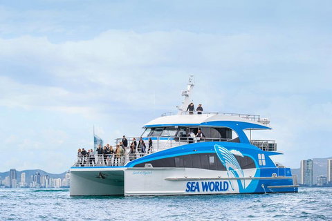Whale Watching By Sea World Cruises - Redcliffe Tourism 3