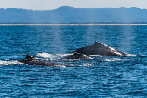 Whale Watching By Sea World Cruises - Redcliffe Tourism 4