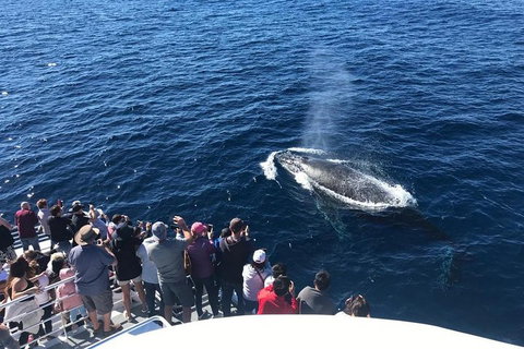 Whale Watching By Sea World Cruises - Redcliffe Tourism 5