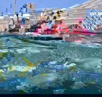 Outer Reef Pontoon Experience from Cairns - Redcliffe Tourism