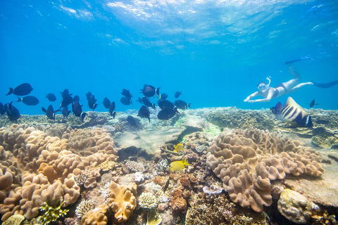 Outer Reef Pontoon Experience From Cairns - Redcliffe Tourism 4