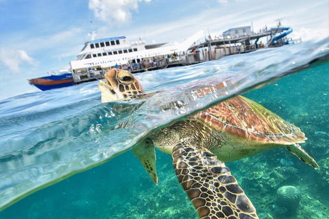 Outer Reef Pontoon Experience From Cairns - Redcliffe Tourism 5