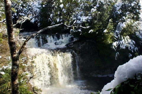 Cradle Mountain Park Explorer Guided Tour - Redcliffe Tourism 4