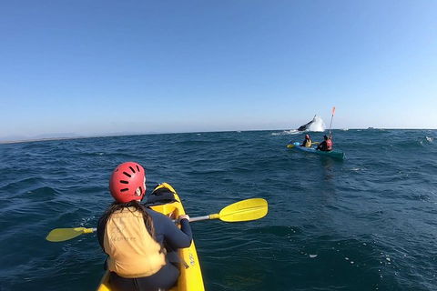 Kayaking With Dolphins In Byron Bay Guided Tour - Redcliffe Tourism 3