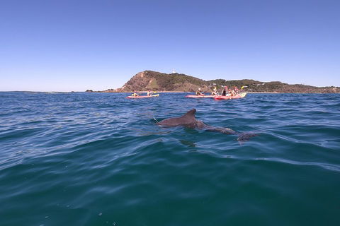Kayaking With Dolphins In Byron Bay Guided Tour - Redcliffe Tourism 5