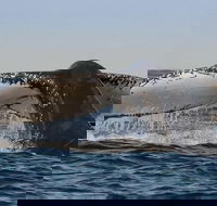 Sydney Whale-Watching Cruise Including Lunch or Breakfast - Redcliffe Tourism