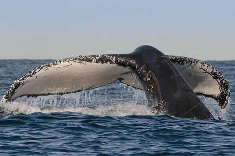 Sydney Whale-Watching Cruise Including Lunch Or Breakfast - Redcliffe Tourism 0
