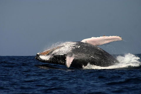 Sydney Whale-Watching Cruise Including Lunch Or Breakfast - Redcliffe Tourism 1