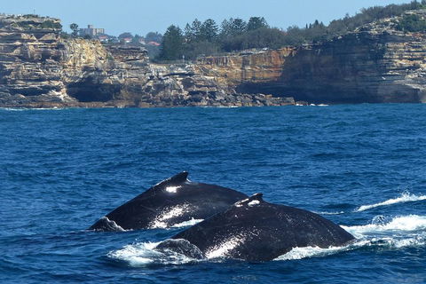 Sydney Whale-Watching Cruise Including Lunch Or Breakfast - Redcliffe Tourism 2