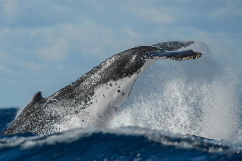 Sydney Whale-Watching Cruise Including Lunch Or Breakfast - Redcliffe Tourism 4