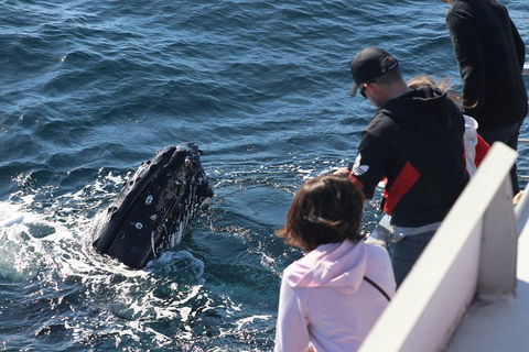 Sydney Whale-Watching Cruise Including Lunch Or Breakfast - Redcliffe Tourism 5