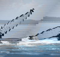 Hervey Bay Whale Watching Cruise - Redcliffe Tourism