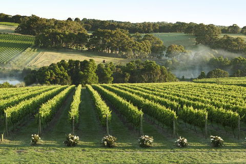 Mornington Peninsula Winery Tours With Cheese, Chocolate Tastings From Melbourne - Redcliffe Tourism 4
