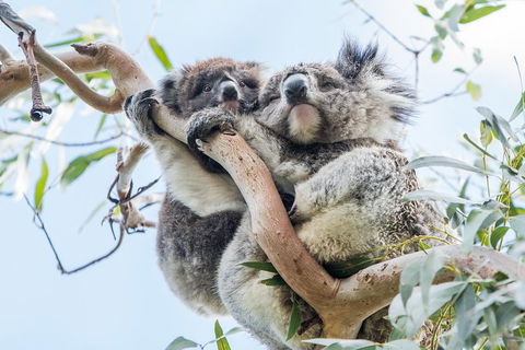 Great Ocean Road And 12 Apostles Day Trip From Melbourne - Redcliffe Tourism 1