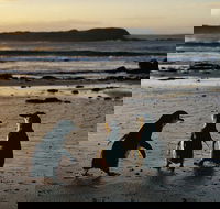 Phillip Island Penguin Parade Day Trip with Koala Conservation Reserve Visit - Redcliffe Tourism